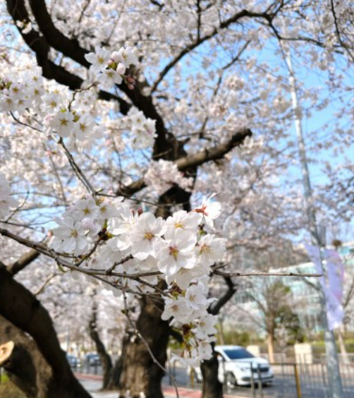 2026 벚꽃 개화 시기 지도 및 만개 시기 총정리