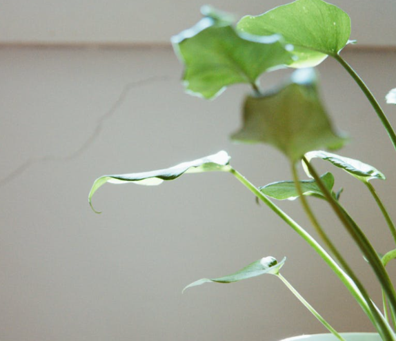 식물에게 해로운 습관