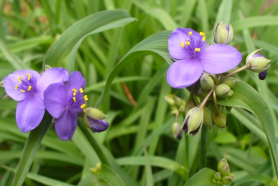 가을에 피는 꽃 자주달개비