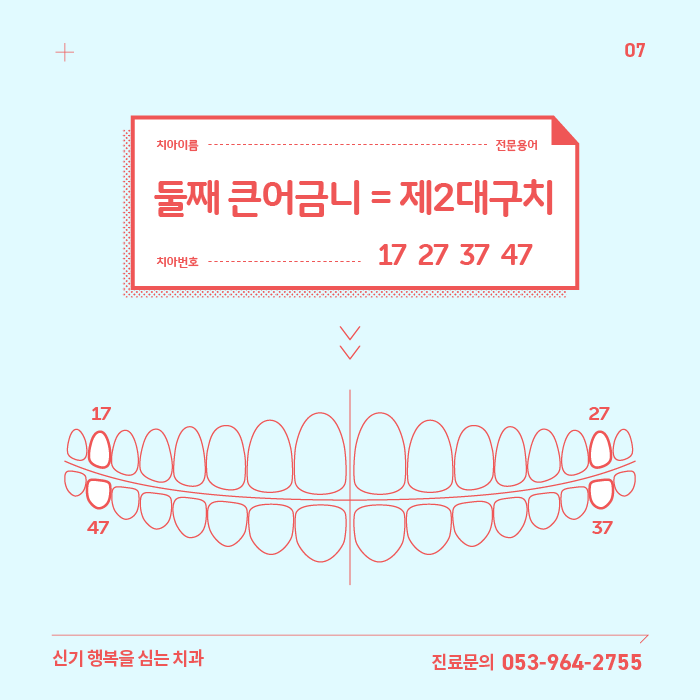 제2대구치 - 둘째 큰어금니