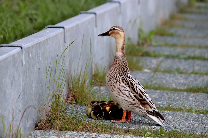 VR 멀미 극복을 위한 단계별 적응 훈련법