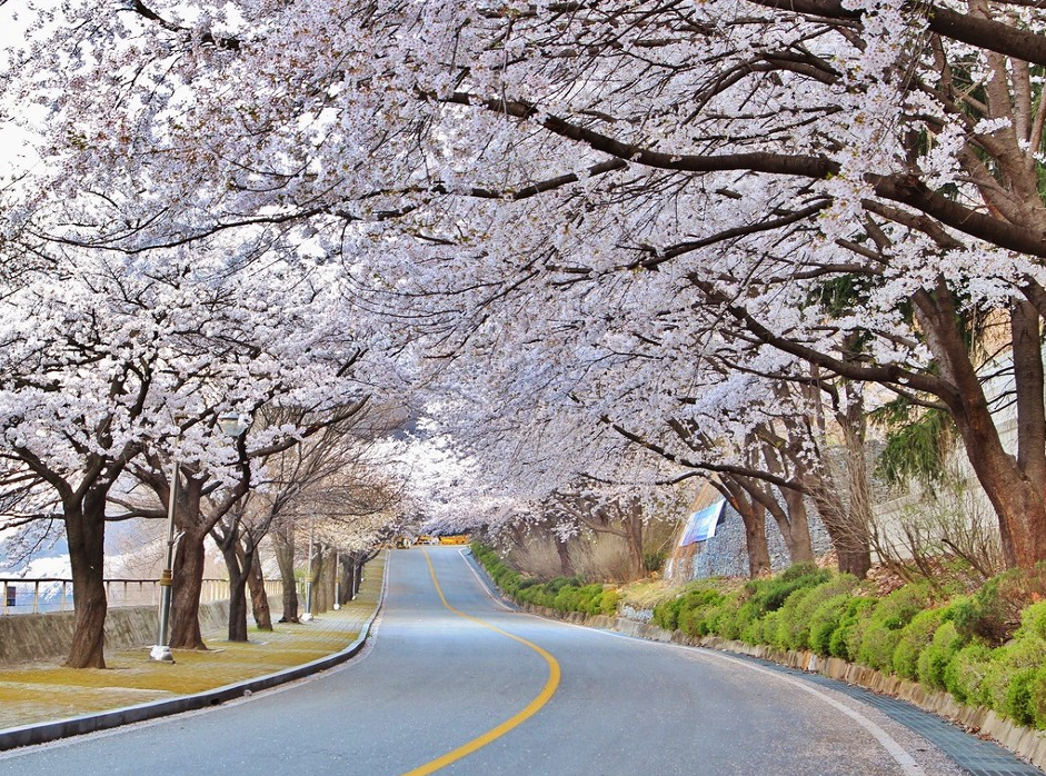 충주댐벚꽃길드라이브코스