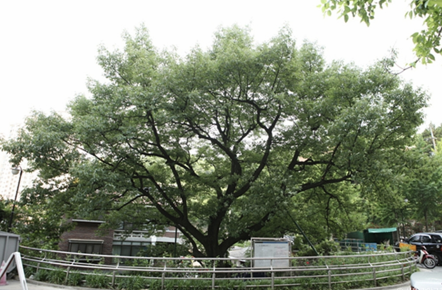 신림동 굴참나무 이미지