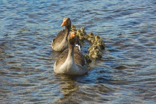 후시딘 효능 효과 알아보기로 정리_4