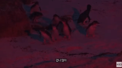 팽귄투어2