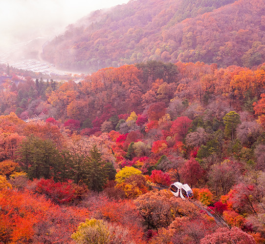 화담숲 예약 방법 모노레일 입장권
