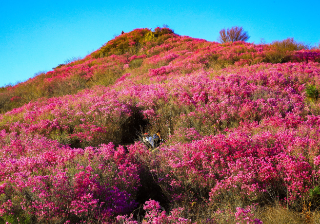 영취산 진달래3