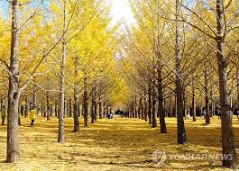 홍천 가볼만한곳 베스트 홍천은행나무숲