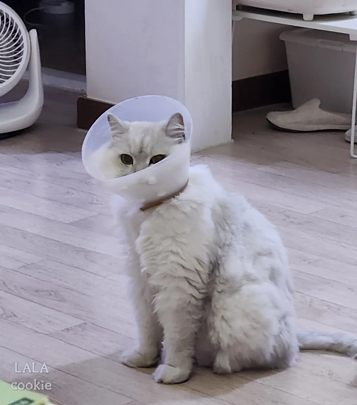 고양이-눈병-결막염-각막염-치료-중-넥카라-함