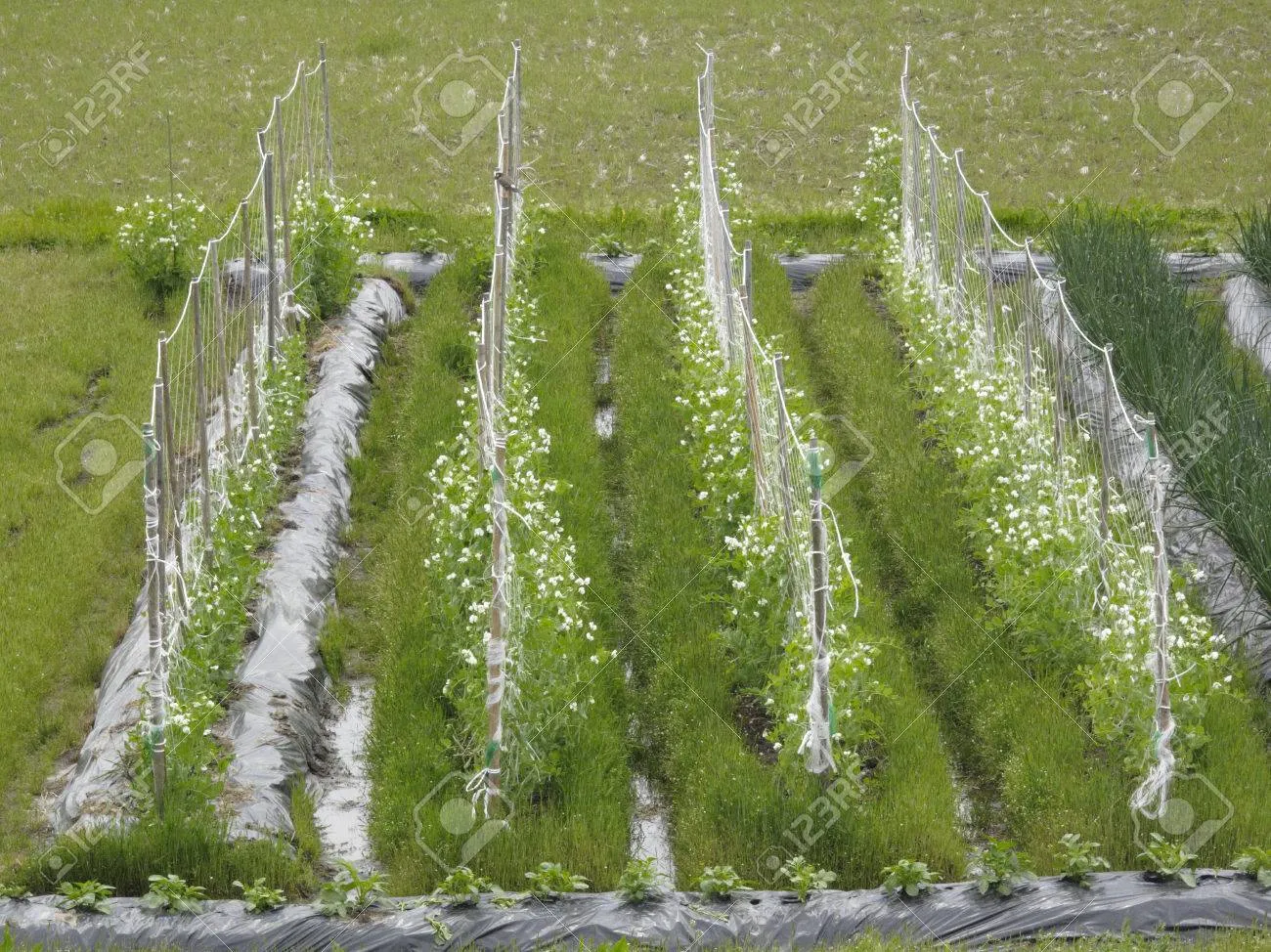 완두콩 재배 추위 견디기 지주 세우기 꼬투리 수확_2