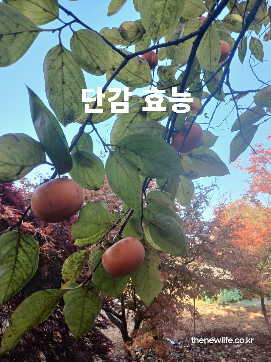 농장에서 직접 촬영한 단감 실사 사진으로, 단감 효능을 설명하는 대표 이미지입니다.