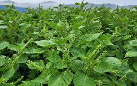 들깨 파종 시기, 이대로만 하면 풍성한 수확!