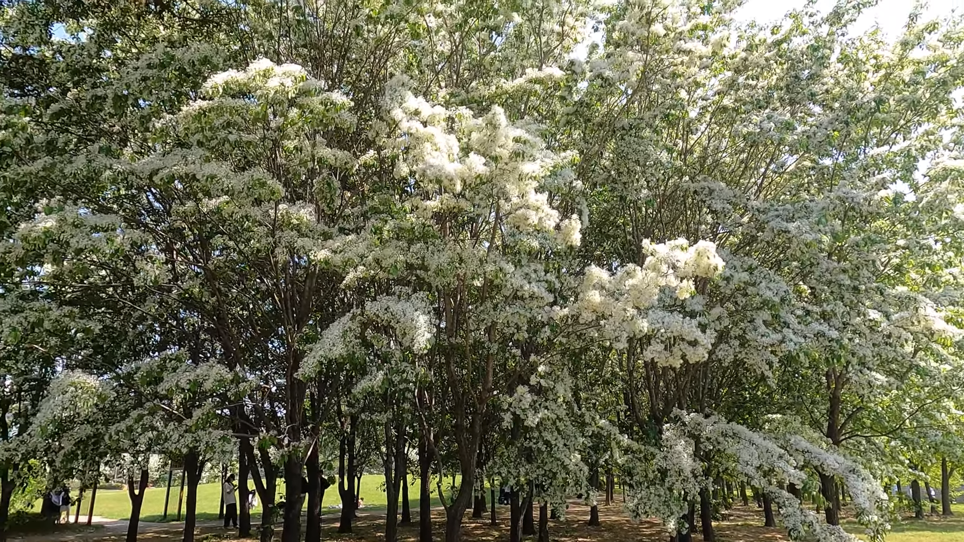 대전 들의 공원 이팝나무 군락