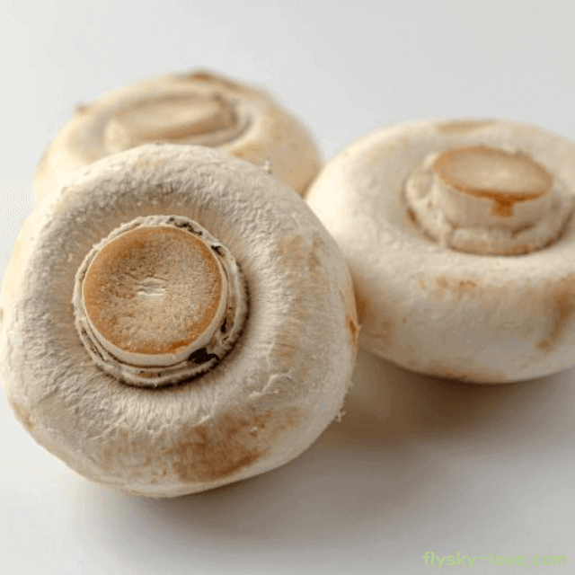 양송이버섯 효능