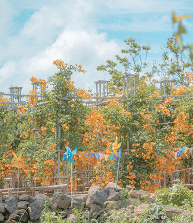 제주도 비체올린 능소화정원3