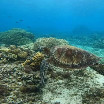 필리핀 보홀여행 패키지 여행 필수 코스_8