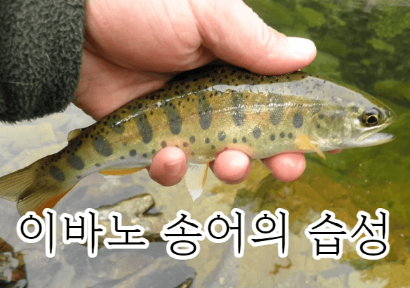 이바노송어 습성