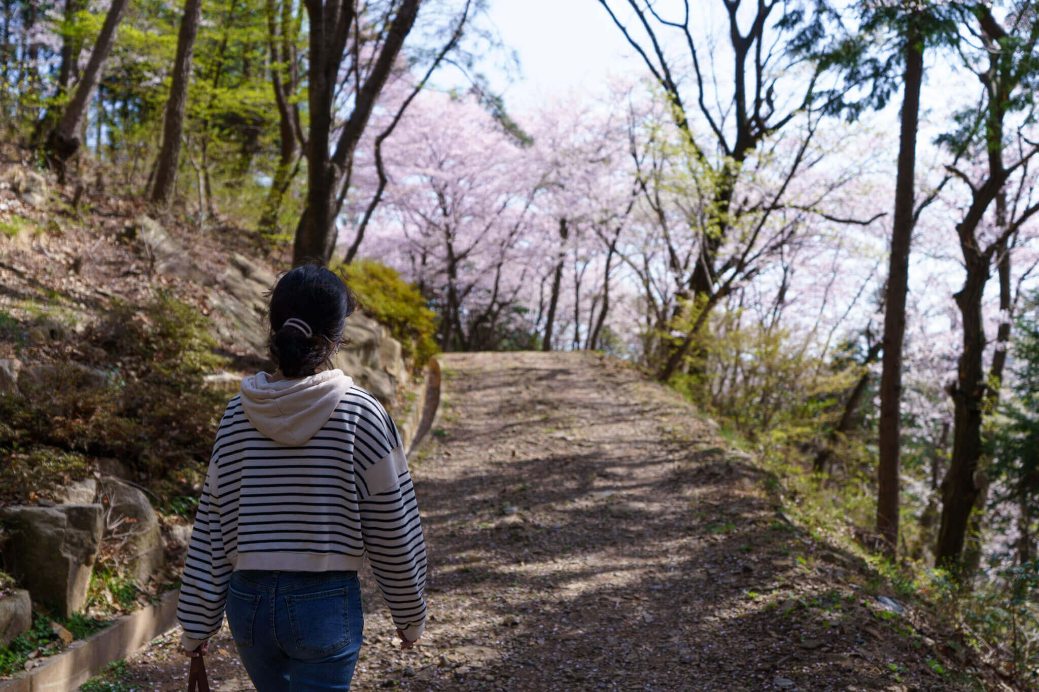 2024벚꽃축제일정 벚꽃개화시기