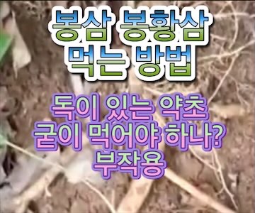 봉삼-복용법-봉황삼-부작용