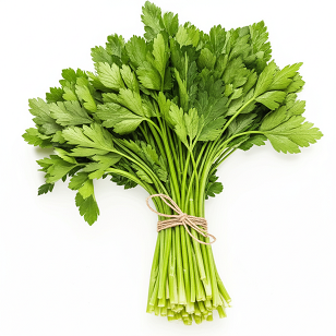 참나물 수확해서 한 줌을 끈으로 묶은 모습