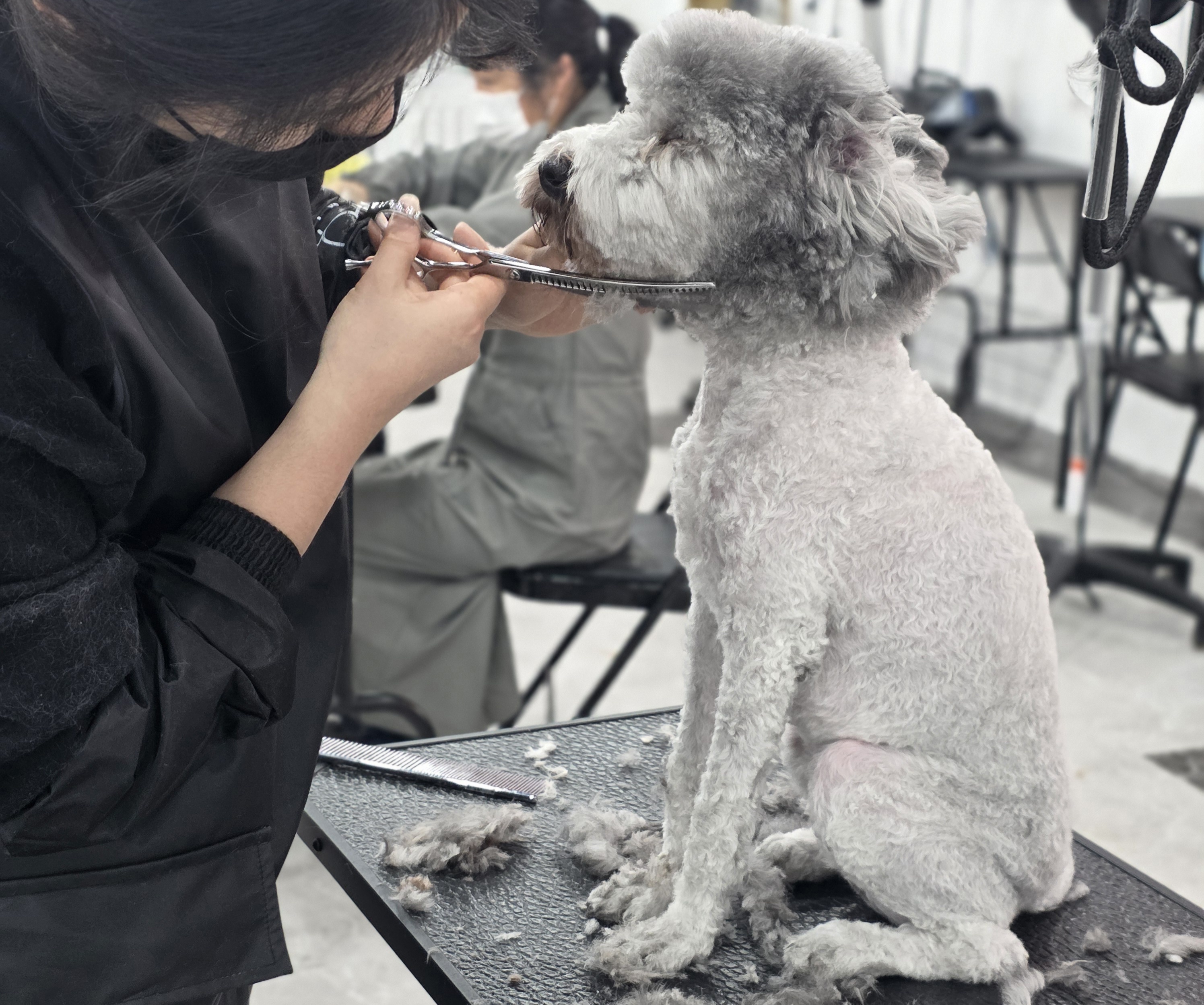 울산강아지미용학원