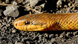 뱀이 입을 벌리고 위협하는 꿈해몽