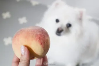 강아지 천도복숭아 먹어도 될까 안전한 급여 방법_7
