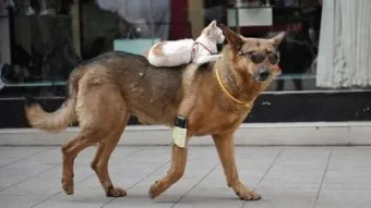 개 고양이 트라조돈 약물 사용 가이드와 주의사항 정리_4