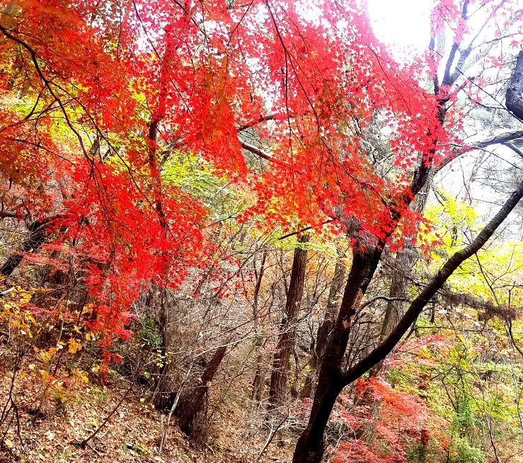 붉은-단풍-나무