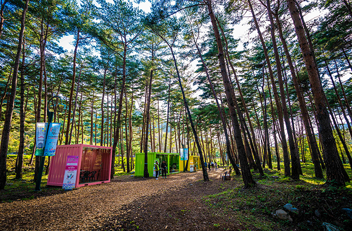 인제가을꽃축제