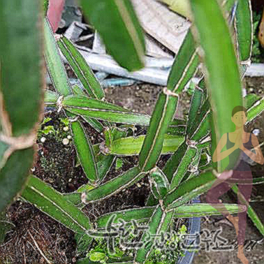 시서스 효능 부작용