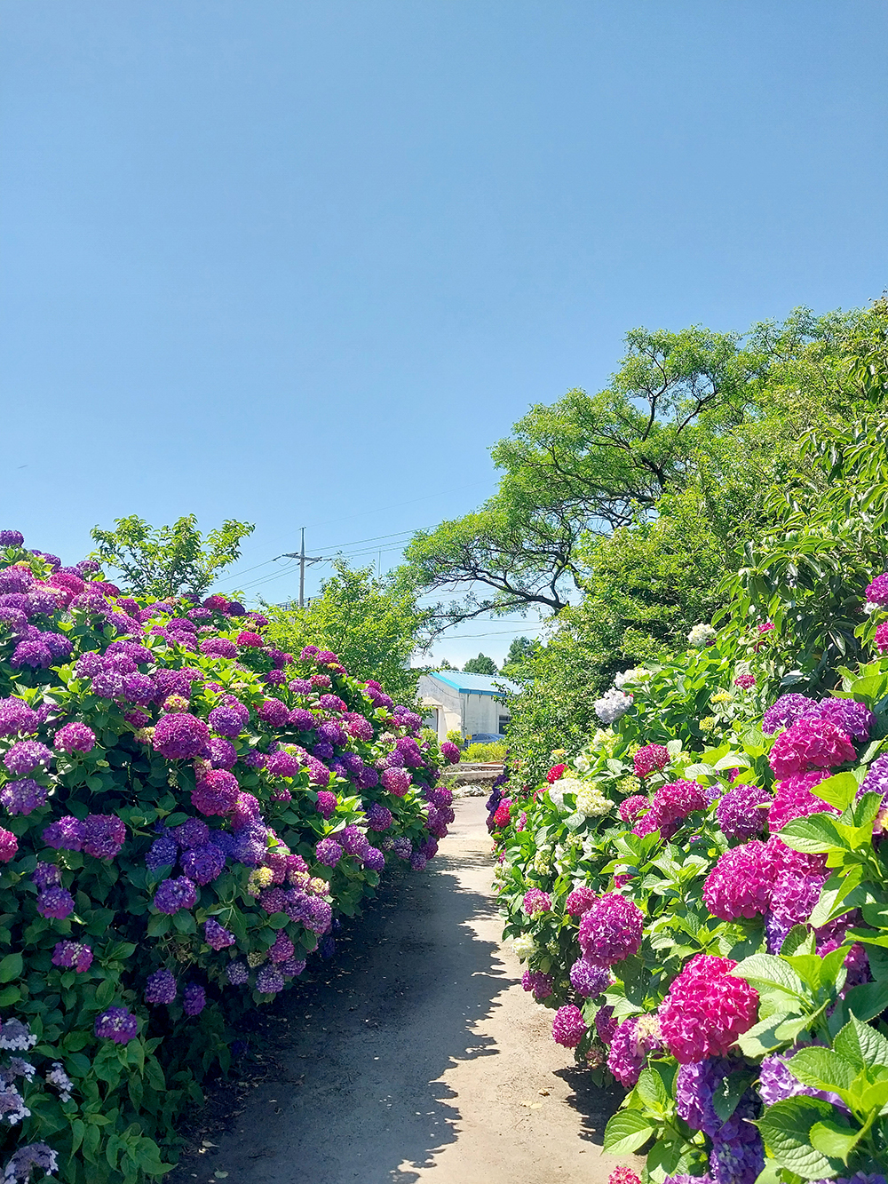 제주 동광리 수국 명소