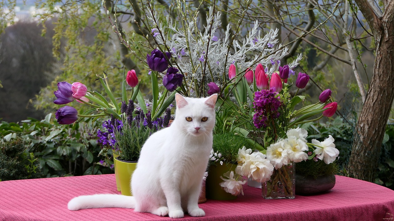 터키쉬 밴(Turkish Van)3
