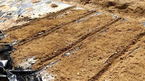 차이브재배-파종방법-심는방법