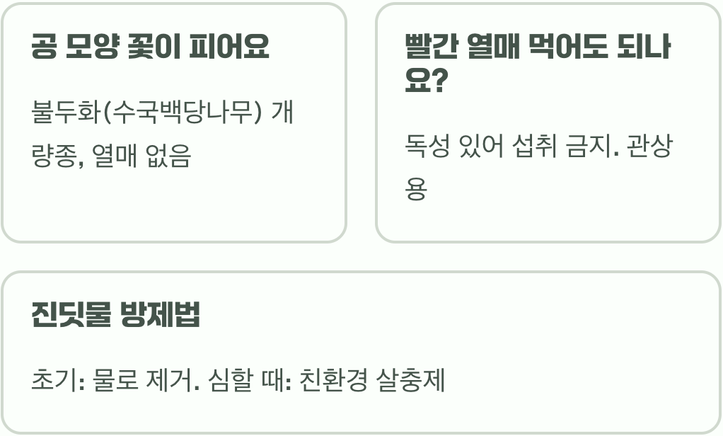 나비가 앉은 흰 접시&amp;#44; 백당나무 키우기 A to Z