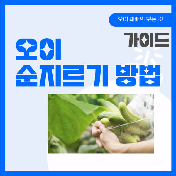 오이 순지르기 방법