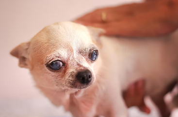 눈이 하얀 개 백내장 병.