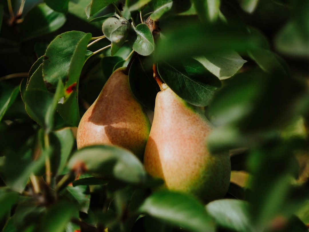 Pear.