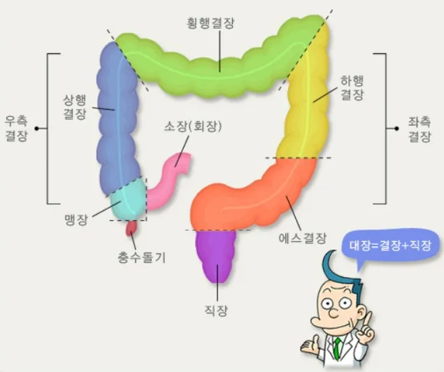 대장 명칭 대장명칭 대장부위별 명칭