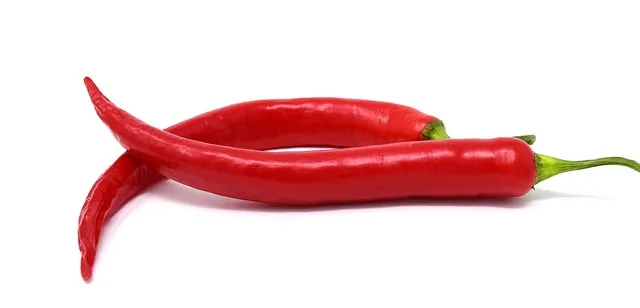 페페로미아 키우기 물주기 분갈이 빛관리 작고 예쁜 실내식물_8