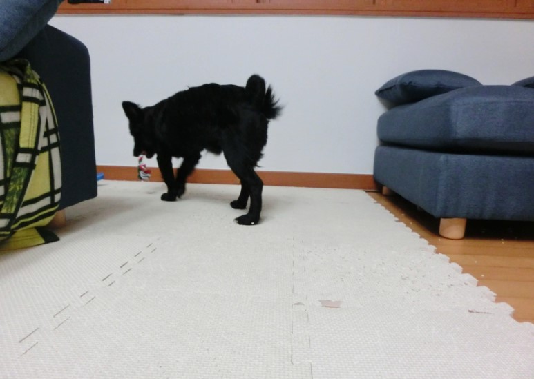 강아지장난감 토이치실