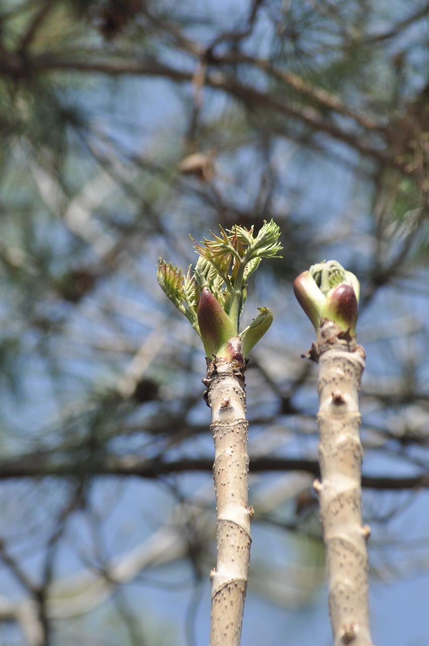 4월 제철음식 비타민이 풍부한 두릅