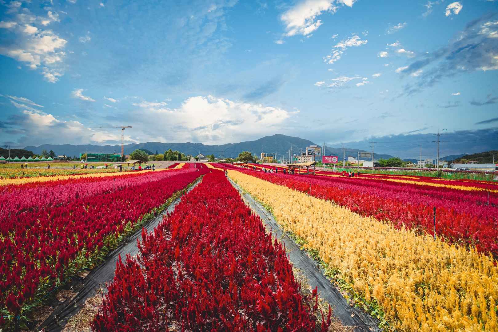 철원 고석정 꽃밭