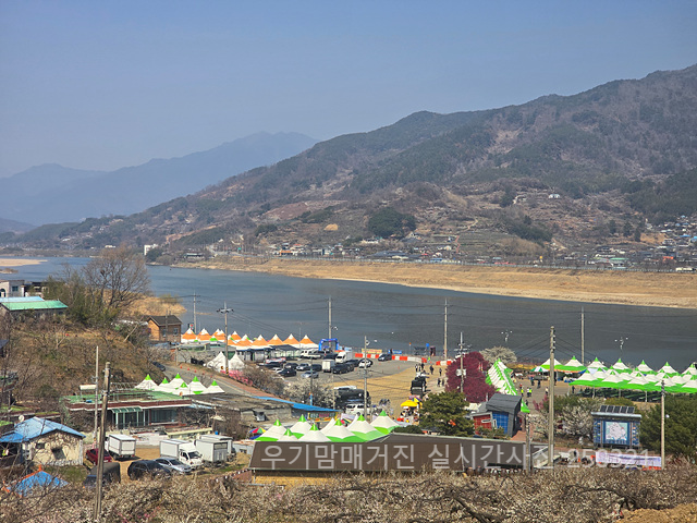 광양매화축제 실시간