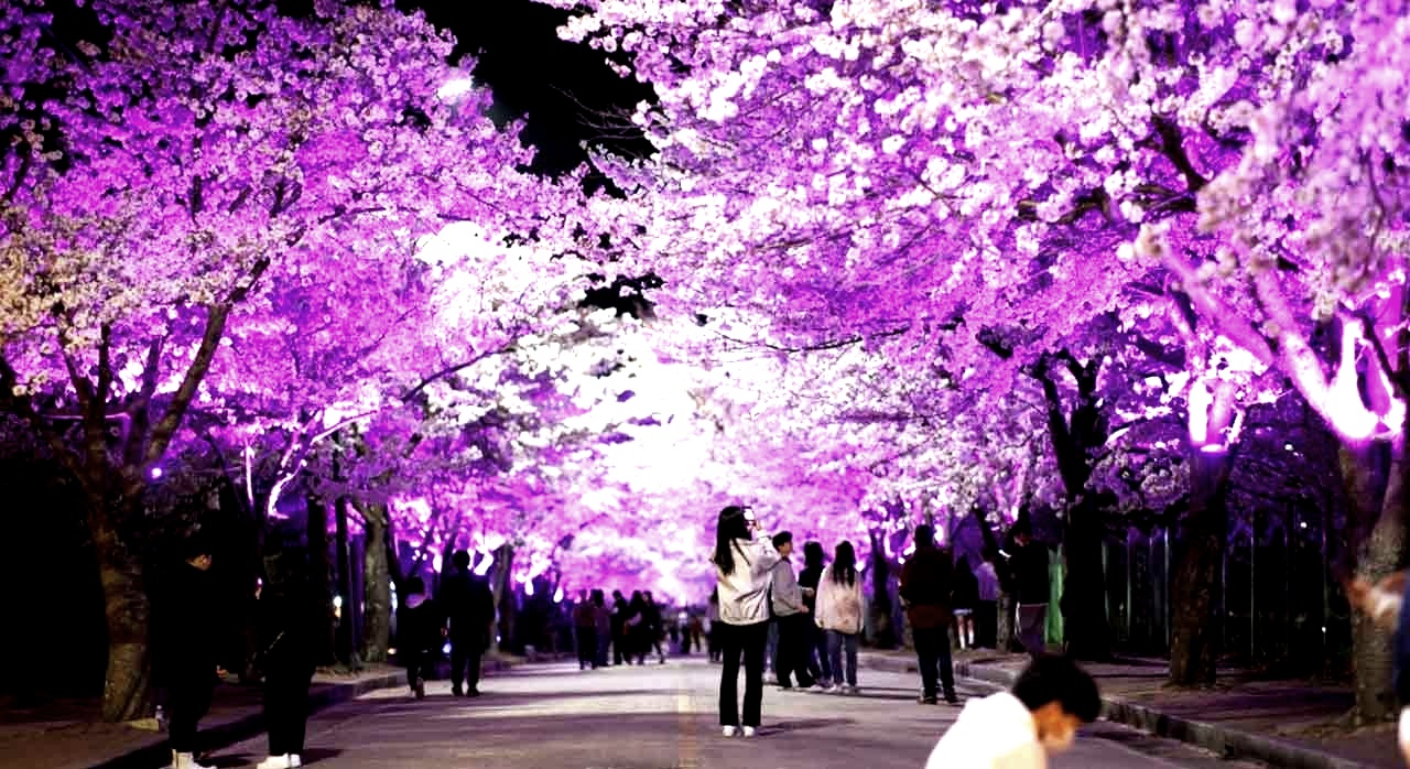 하늘이 벚꽃으로 꽉 채워진 벚꽃길의 야경. [ⓒ한국관광 콘텐츠랩]