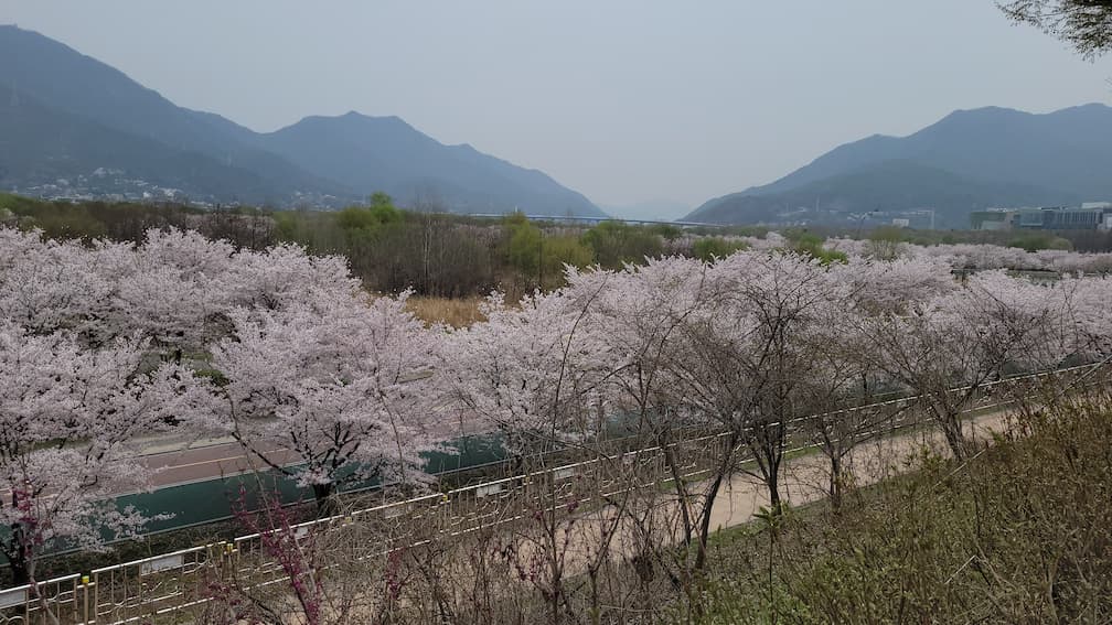 하남 당정뜰 벚꽃길을 따라 걷는 봄 산책 풍경