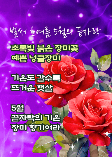 5월 끝자락 인사말 이미지, 장미꽃 배경 아침인사말