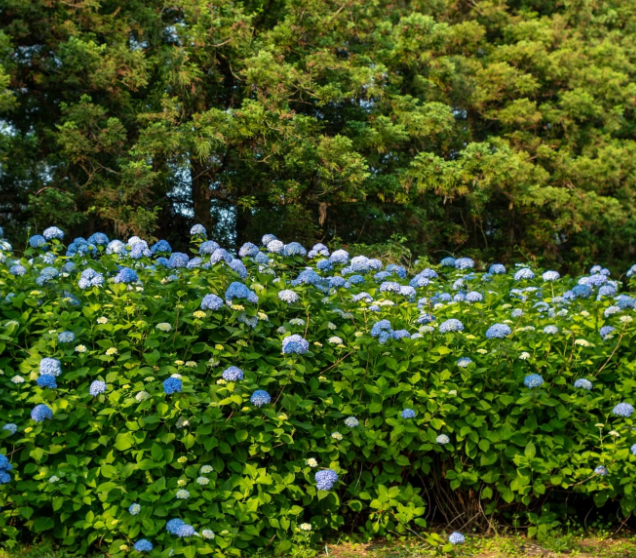 2025 보롬왓 수국정원 축제! 제주에서 만나는 수국 명소(5.30~7.13)
