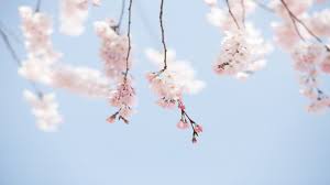 2025년 벚꽃 개화시기