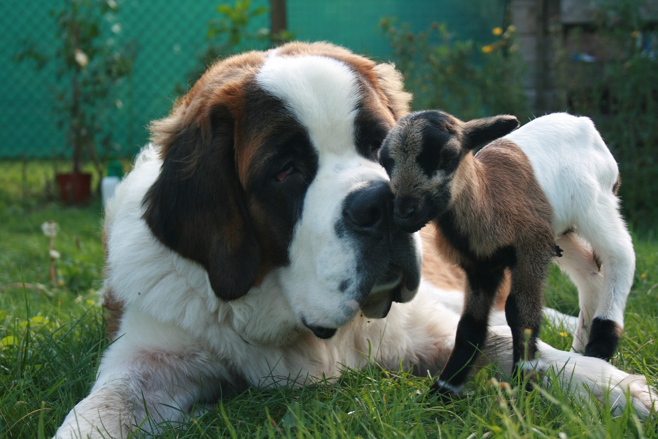 세인트 버나드(Saint Bernard)5